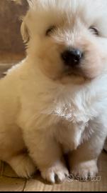 Cucciolo di pastore abruzzese