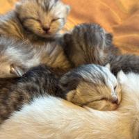 Gattini Scottish Fold e Straight