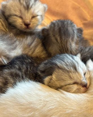 Gattini Scottish Fold e Straight