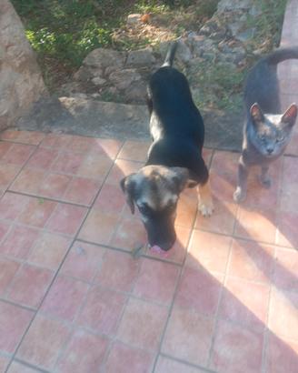 Cuccioli meticci