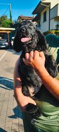 Cocker Spaniel Inglese