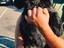 Immagine 1