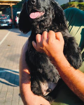 Cocker Spaniel Inglese
