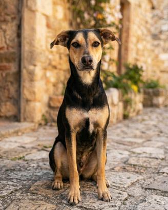 Cucciolona mix german pinscher in adozione