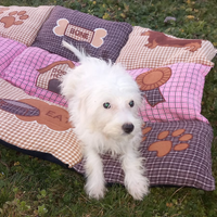 Cucciolo di maltese toy