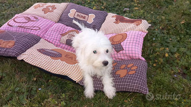 Cucciolo di maltese toy