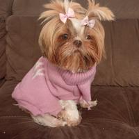 Shihtzu originali genitori visibili 400