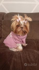 Shihtzu originali genitori visibili 400