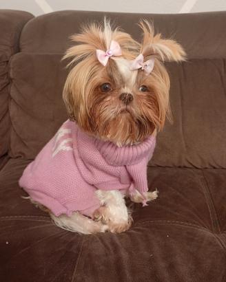 Shihtzu originali genitori visibili 400