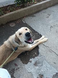 Cane Kangal Turco