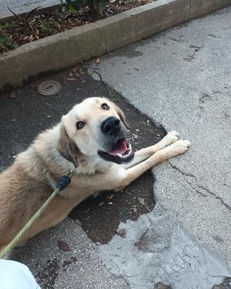 Cane Kangal Turco