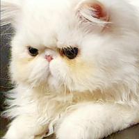 Gatti persiani ipertipici