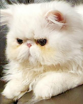 Gatti persiani ipertipici