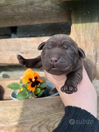 Labrador Chocolate