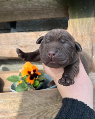 Labrador Chocolate
