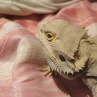 Pogona nana con teca riscaldata