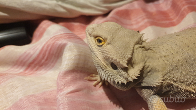 Pogona nana con teca riscaldata