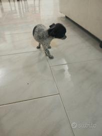 Disponibile cucciolo di chihuahua