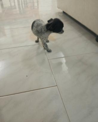Disponibile cucciolo di chihuahua