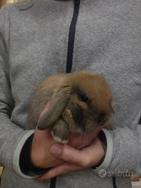 Coniglio ariete nano maschio