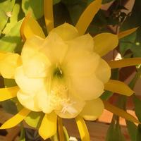 Talee epiphyllum giallo