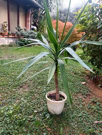 pianta yucca