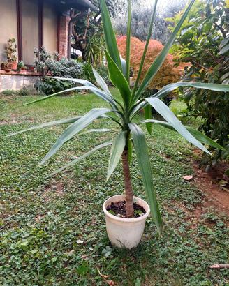 pianta yucca