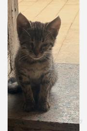 Doniamo gattino