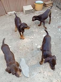 Cuccioli bracco