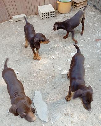 Cuccioli bracco