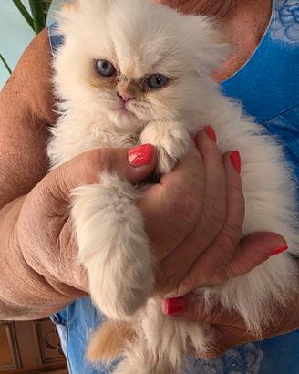 Cucciolo gatto persiano MASCHIO