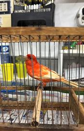 Canarino maschio rosso ala bianca rosso intenso 25