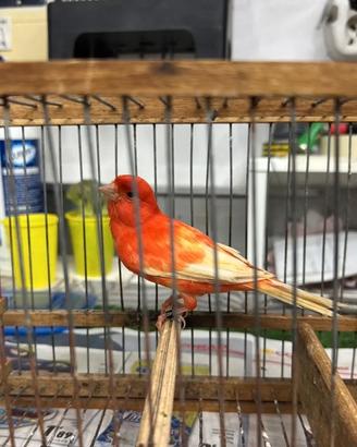 Canarino maschio rosso ala bianca rosso intenso 25