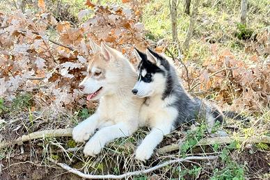 Cuccioli Siberian Husky
