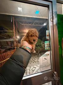 Barboncini mini mini Toy