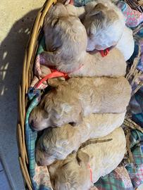 Cuccioli Lagotto Romagnolo per cavare Tartufi