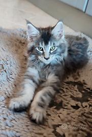 Maine Coon maschio 
