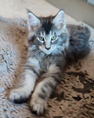 Maine Coon maschio 