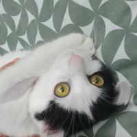 Gattina Natalia 3 mesi