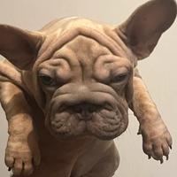 Bulldog francese big rope velvet