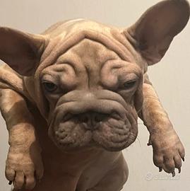 Bulldog francese big rope velvet