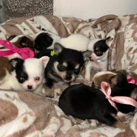 Cuccioli chihuahua
