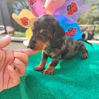 Bassotto Tedesco Cuccioli Arlecchino Silver