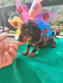 Bassotto Tedesco Cuccioli Arlecchino Silver