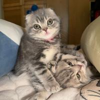 Gatti Scottish Fold