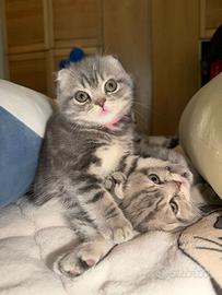Gatti Scottish Fold