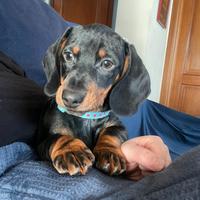 Cucciolo maschio bassotto nano