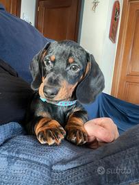 Cucciolo maschio bassotto nano