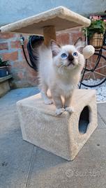 Cucciolo Gatto Ragdoll