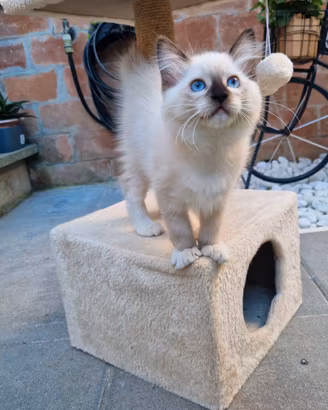 Cucciolo Gatto Ragdoll